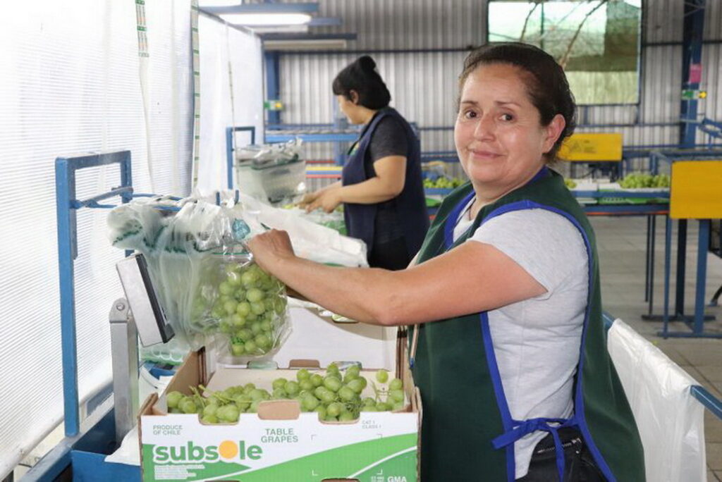 “Plan México”: exportadores validan Systems Approach para envíos de uva de mesa y método busca consolidarse