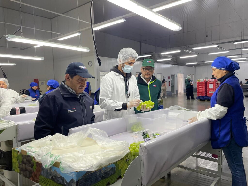 Inician exportaciones de uva de mesa a Estados Unidos mediante Systems Approach