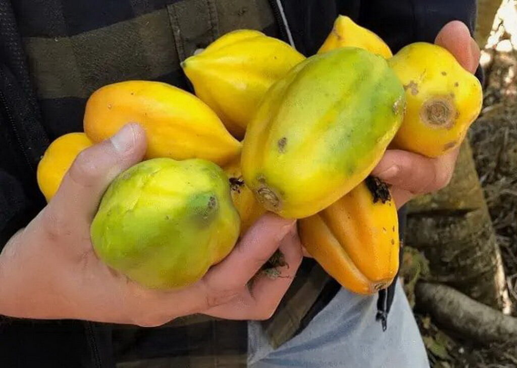 INIA Intihuasi y productores: Buscan obtener Sello de Origen para la Papaya Serenense