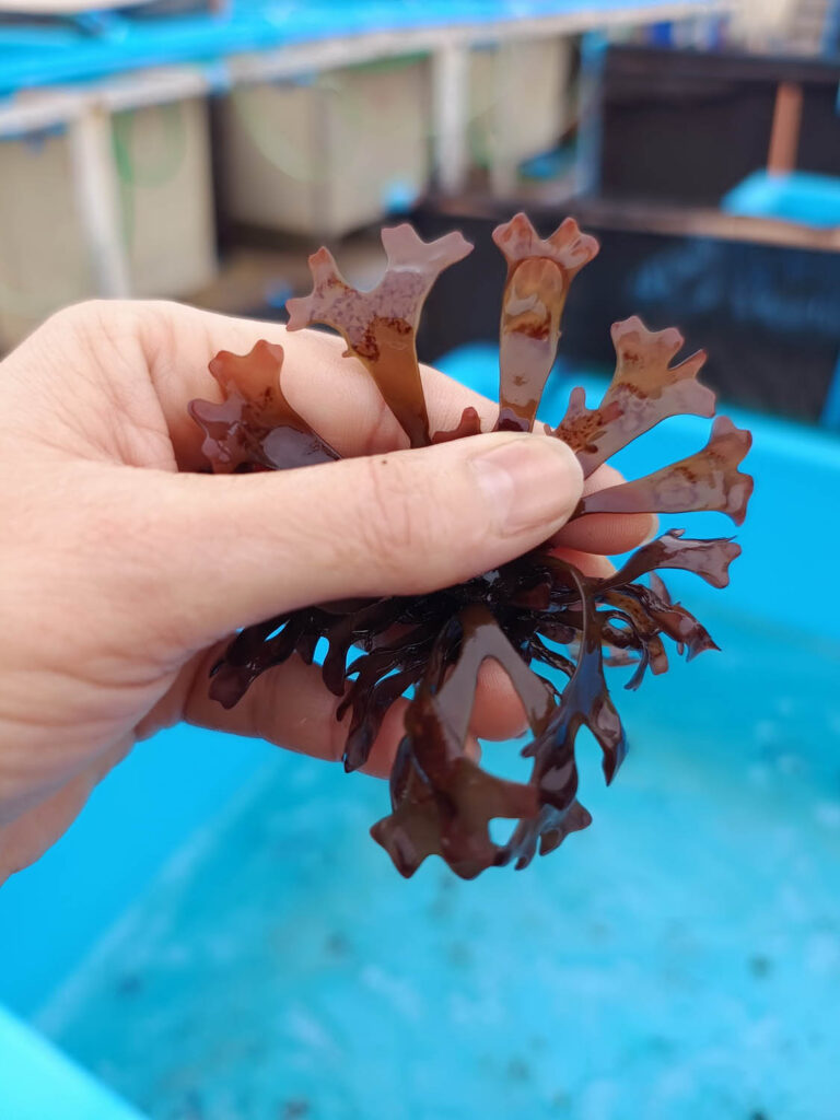 Proyecto UCN busca optimizar el cultivo de macroalga de alto valor económico y biológico