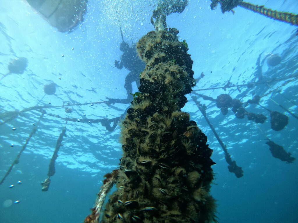 “Granjas Marinas” buscan mejorar la productividad de las áreas de manejo de pescadores artesanales
