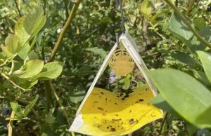 Crisis agrícola por mosca de la fruta: “El SAG hace su mejor esfuerzo en la frontera, en la aduana, pero algunas personas igual pasan con productos”