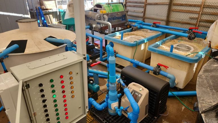 Laboratorio de Cultivo de Peces UCN realiza producción de Cojinoba del Norte en Sistema de Recirculación en Tierra