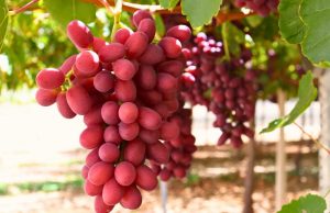 Balance en la región de Coquimbo – Temporada debut del System Approach: envíos superan los 1,4 millones de cajas