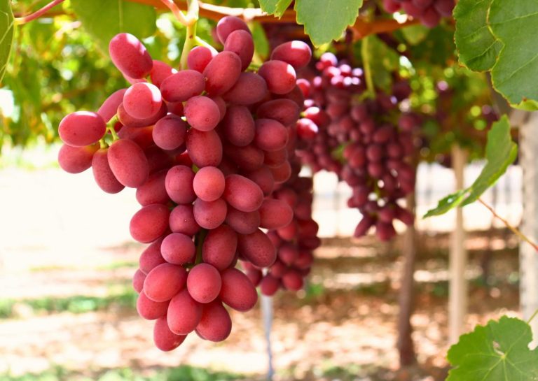 Balance en la región de Coquimbo – Temporada debut del System Approach: envíos superan los 1,4 millones de cajas