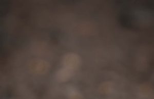 Día Mundial de las Aves Playeras: ciencia, ley y comunidad