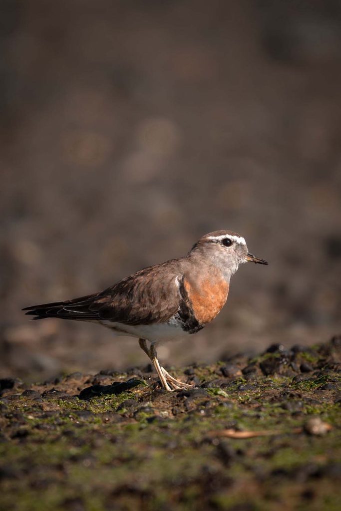 Día Mundial de las Aves Playeras: ciencia, ley y comunidad