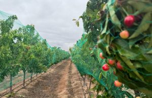 Cerezas ovallinas miran a China: 60% de superficie está en fase de producción y esperan lograr 2.000 toneladas