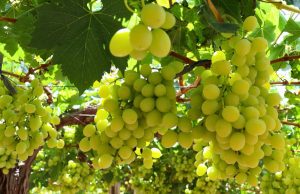 Tribunal de Estados Unidos pone en jaque acuerdo que aprobó el Systems Approach