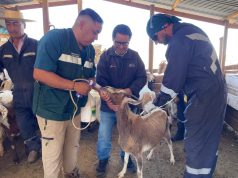 SAG inicia programa de desparasitación caprina que beneficiará a más de 900 crianceros en la Región de Coquimbo