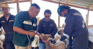 SAG inicia programa de desparasitación caprina que beneficiará a más de 900 crianceros en la Región de Coquimbo