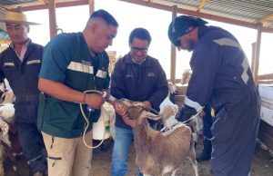 SAG inicia programa de desparasitación caprina que beneficiará a más de 900 crianceros en la Región de Coquimbo