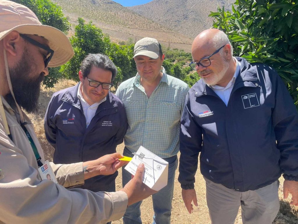 Agricultores y productores de Monte Patria valoran éxito de campaña para erradicar la mosca de la fruta