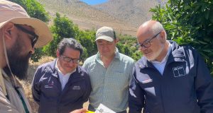 Agricultores y productores de Monte Patria valoran éxito de campaña para erradicar la mosca de la fruta