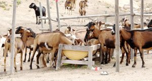 Programa inédito de inseminación caprina en Ovalle duplica productividad de crianceros gracias a genética francesa