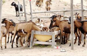 Programa inédito de inseminación caprina en Ovalle duplica productividad de crianceros gracias a genética francesa