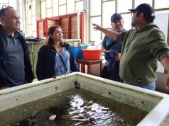 Apuestan por el erizo rojo para controlar acumulación de microorganismos en cultivos de ostiones