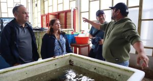 Apuestan por el erizo rojo para controlar acumulación de microorganismos en cultivos de ostiones