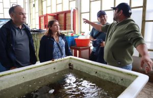 Apuestan por el erizo rojo para controlar acumulación de microorganismos en cultivos de ostiones