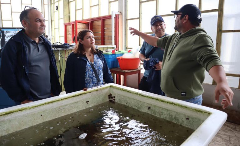 Apuestan por el erizo rojo para controlar acumulación de microorganismos en cultivos de ostiones