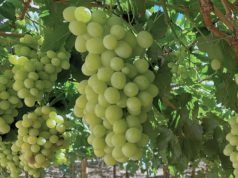 ProChile Coquimbo: Exportaciones crecieron un 52,9% el 2025