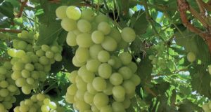 ProChile Coquimbo: Exportaciones crecieron un 52,9% el 2025