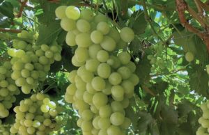 ProChile Coquimbo: Exportaciones crecieron un 52,9% el 2025