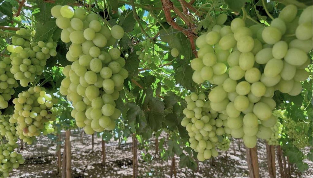 Cooperativa Control Pisquero inyectará más de $8.642 millones en los territorios donde aloja sus operaciones este 2026