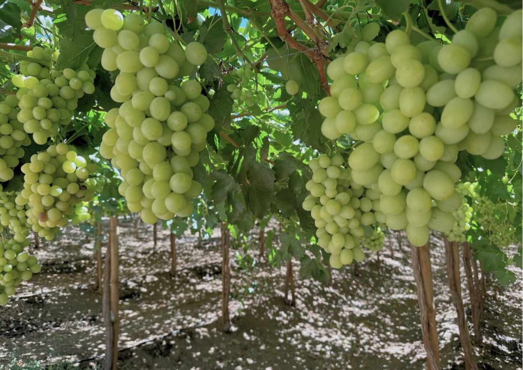 Cooperativa Control Pisquero inyectará más de $8.642 millones en los territorios donde aloja sus operaciones este 2026