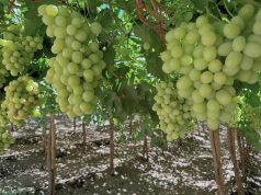 Cooperativa Control Pisquero inyectará más de $8.642 millones en los territorios donde aloja sus operaciones este 2026