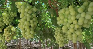 Cooperativa Control Pisquero inyectará más de $8.642 millones en los territorios donde aloja sus operaciones este 2026