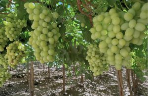 Cooperativa Control Pisquero inyectará más de $8.642 millones en los territorios donde aloja sus operaciones este 2026