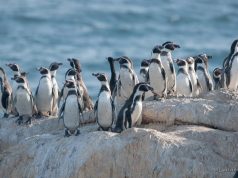 Gobierno frena y dice que “revisará” decreto que protege al Pingüino de Humboldt