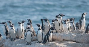 Gobierno frena y dice que “revisará” decreto que protege al Pingüino de Humboldt