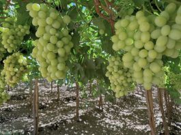 Estados Unidos no insistirá en retomar Systems Approach y protocolo que facilitaba exportación de fruta chilena se mantendrá suspendido