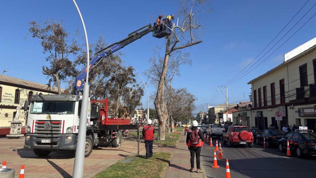 Por riesgos de accidentes intervienen árboles en Avenida Francisco de Aguirre de la Serena