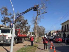 Por riesgos de accidentes intervienen árboles en Avenida Francisco de Aguirre de la Serena