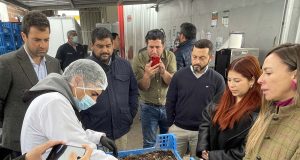 BIOTECNOLOGÍA REGIONAL: Producen larvas transgénicas de moscas para prevenir o curar enfermedades en salmonicultura