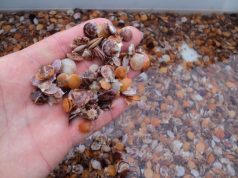 Nuevo “Semillero Regional de Ostiones” busca reducir dependencia externa y fortalecer la acuicultura local