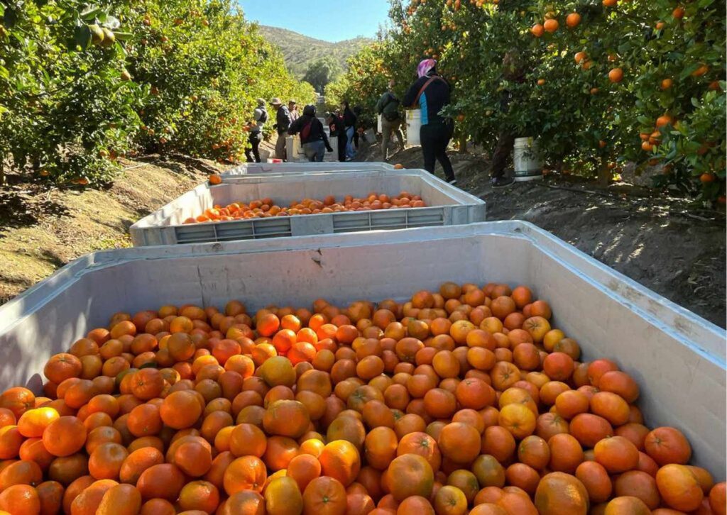Ciren inicia catastro frutícola en la región de Coquimbo y medirá impacto de la sequía en cultivos