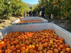 Ciren inicia catastro frutícola en la región de Coquimbo y medirá impacto de la sequía en cultivos