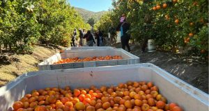 Ciren inicia catastro frutícola en la región de Coquimbo y medirá impacto de la sequía en cultivos