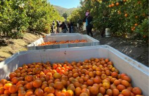 Ciren inicia catastro frutícola en la región de Coquimbo y medirá impacto de la sequía en cultivos