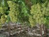 Con producción de uva orgánica para mercados internacionales de alto valor buscan reimpulsar la fruticultura en Vicuña