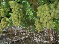 Con producción de uva orgánica para mercados internacionales de alto valor buscan reimpulsar la fruticultura en Vicuña