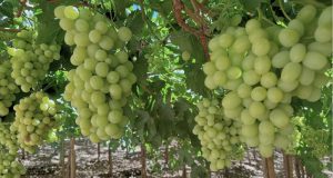 Con producción de uva orgánica para mercados internacionales de alto valor buscan reimpulsar la fruticultura en Vicuña