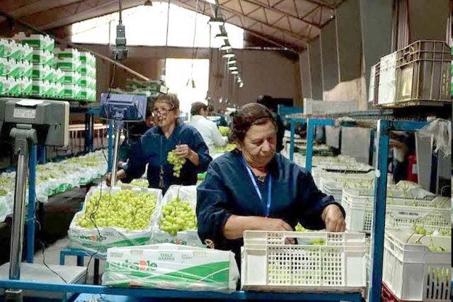 Empleo agricultura copia