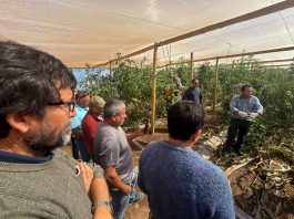 Agricultores de Limarí apuestan por la Inteligencia Artificial y el riego de precisión para rentabilizar sus cultivos