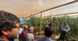 Agricultores de Limarí apuestan por la Inteligencia Artificial y el riego de precisión para rentabilizar sus cultivos