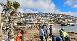 Con muchos voluntarios Guanaqueros avanza en la recuperación de su borde costero